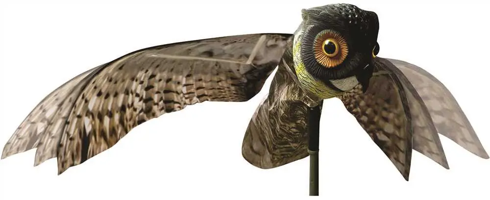 Bird X Prowler Owl 1